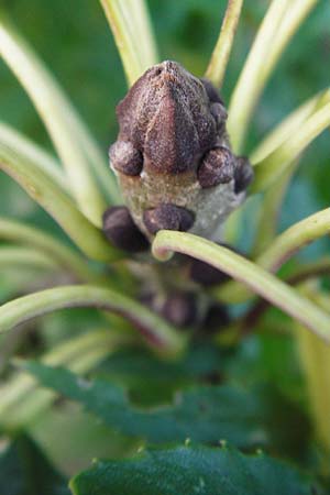 Fraxinus angustifolia \ Sdliche Esche, D Eberbach 6.10.2014