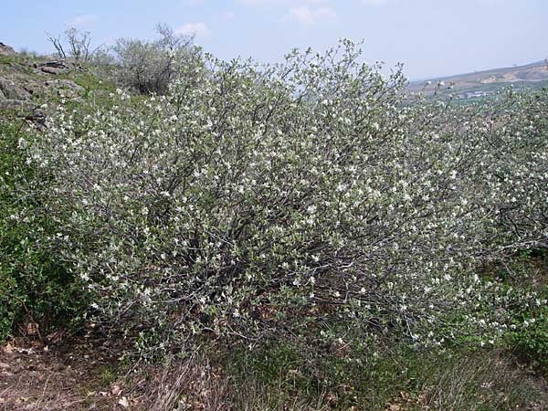 Amelanchier ovalis \ Gewhnliche Felsenbirne / European Service Berry, D Rheinhessen, Wonsheim 26.4.2008