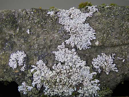 Physcia caesia \ Graue Schwielenflechte / Rosette Lichen, D Feuchtwangen 9.10.2009