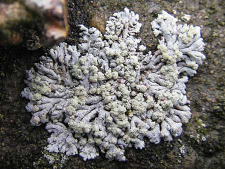 Physcia caesia \ Graue Schwielenflechte / Rosette Lichen, D Feuchtwangen 9.10.2009