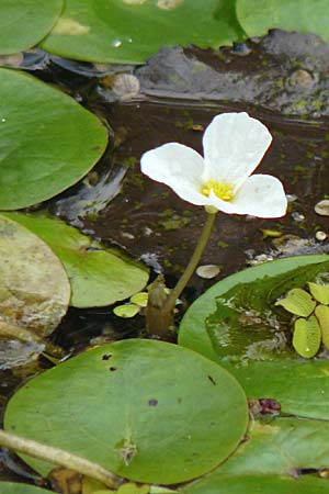 Hydrocharis morsus-ranae \ Froschbiss / Frogbit, D Dettenheim-Russheim 25.8.2008