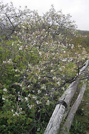 Amelanchier ovalis \ Gewhnliche Felsenbirne / European Service Berry, D Donnersberg 26.4.2012