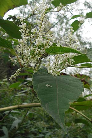 Fallopia x bohemica \ Hybrid-Stauden-Knterich, D Mannheim 22.9.2013