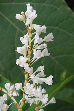 Fallopia x bohemica \ Hybrid-Stauden-Knterich, D Mannheim 22.9.2013