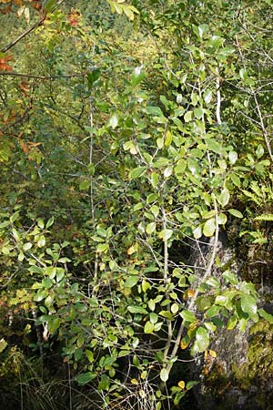 Frangula alnus \ Faulbaum / Alder Buckthorn, D Schwarzwald/Black-Forest, Bühlertal 10.9.2014