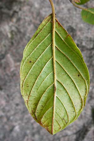 Frangula alnus \ Faulbaum, D Schwarzwald, Hornisgrinde 10.9.2014