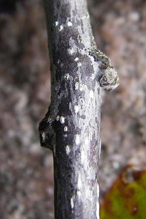 Frangula alnus \ Faulbaum / Alder Buckthorn, D Schwarzwald/Black-Forest, Hornisgrinde 10.9.2014