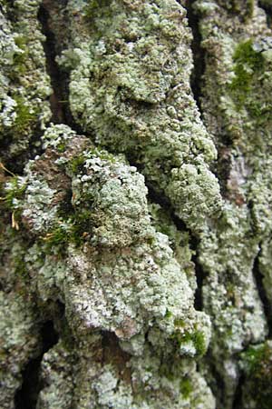 Lecanora conizaeoides ? \ Kuchenflechte / Rim Lichen, D Bad Dürkheim 11.10.2009