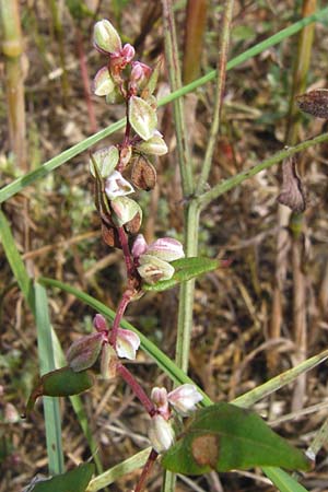 Fallopia convolvulus, Black Bindweed