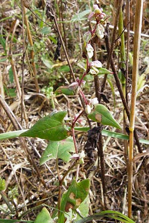 Fallopia convolvulus \ Acker-Flgelknterich, Gemeiner Windenknterich / Black Bindweed, D Gladenbach 17.8.2014