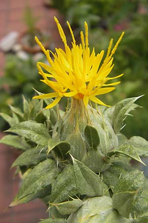 Carthamus tinctorius \ Frberdistel, Saflor / Safflower, D Mannheim 24.6.2012