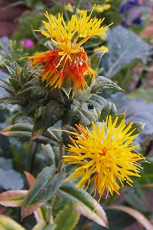 Carthamus tinctorius \ Frberdistel, Saflor, D Mannheim 29.6.2012