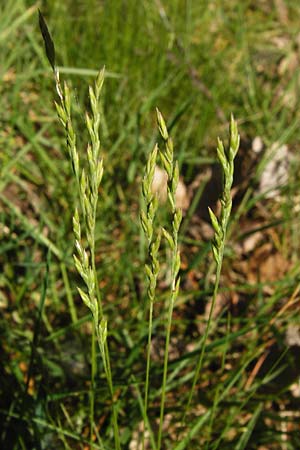 Festuca filiformis \ Haar-Schwingel / Fine-Leaf Sheep Fescue, D Mannheim 20.5.2014