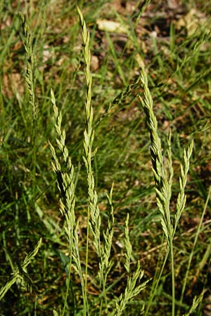 Festuca filiformis \ Haar-Schwingel, D Mannheim 20.5.2014