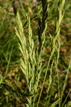 Festuca filiformis \ Haar-Schwingel, D Mannheim 20.5.2014