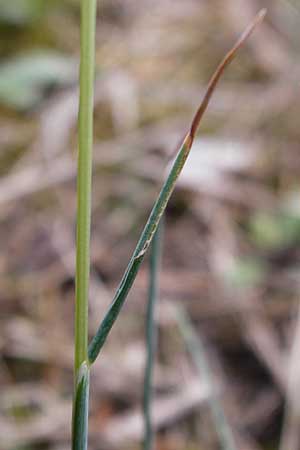 Festuca albensis \ Elbe-Schwingel / Elbe Fescue, D Pfungstadt 29.5.2014