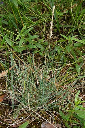 Festuca albensis \ Elbe-Schwingel / Elbe Fescue, D Pfungstadt 29.5.2014