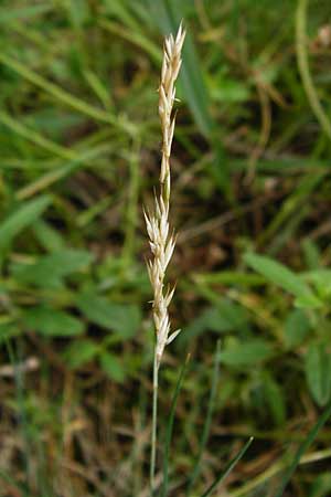 Festuca albensis \ Elbe-Schwingel / Elbe Fescue, D Pfungstadt 29.5.2014