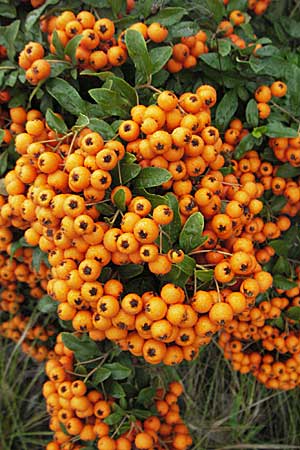 Pyracantha coccinea agg. \ Feuerdorn, D Mannheim 25.9.2006