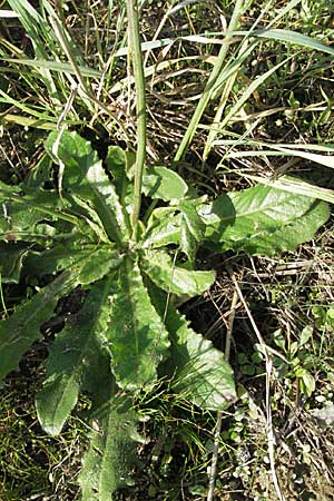 Hypochaeris radicata \ Gewhnliches Ferkelkraut / Common Cat's-Ear, D Waghäusel 30.9.2006