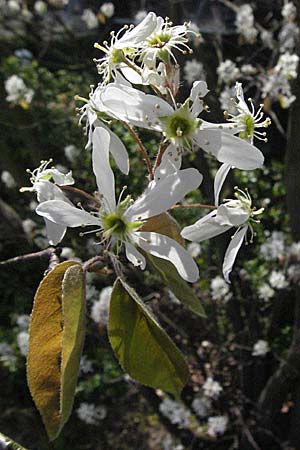 Amelanchier lamarckii \ Kupfer-Felsenbirne / Allegheny Service Berry, D Mannheim 11.4.2007