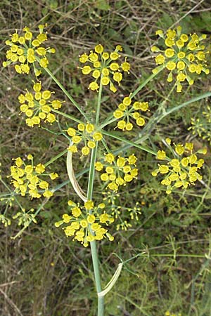 Foeniculum vulgare \ Fenchel, D Hirschberg 28.7.2007