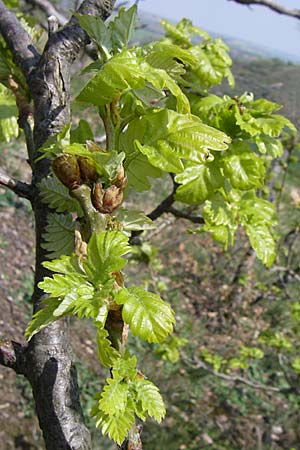 Quercus petraea \ Trauben-Eiche / Sessile Oak, D Rheinhessen, Wonsheim 26.4.2008