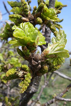 Quercus petraea \ Trauben-Eiche / Sessile Oak, D Rheinhessen, Wonsheim 26.4.2008