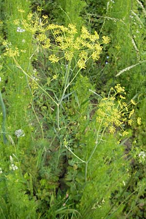 Foeniculum vulgare var. azoricum \ Gemse-Fenchel, Knollen-Fenchel, D Groß-Gerau 20.6.2009