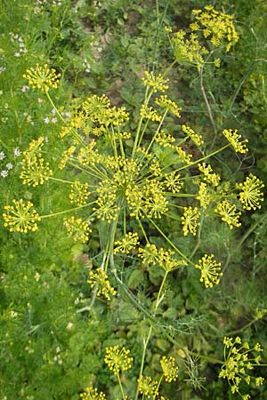 Foeniculum vulgare var. azoricum \ Gemse-Fenchel, Knollen-Fenchel, D Groß-Gerau 20.6.2009