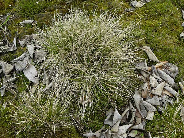 Festuca aquisgranensis \ Galmei-Schaf-Schwingel, Aachener Galmei-Schwingel / Calaminarian Fescue, D Warburg 26.4.2014