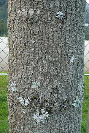 Fraxinus excelsior \ Gewhnliche Esche, D Eberbach 6.10.2014