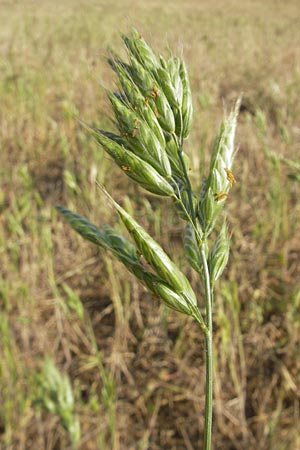 Bromus hordeaceus agg. \ Weiche Trespe / Soft Brome, D Reilingen 12.5.2011