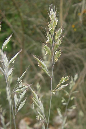 Festuca rhenana ? / Rhenish Fescue, D Idar-Oberstein 14.5.2011