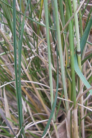 Festuca rhenana ? \ Rheinischer Schwingel / Rhenish Fescue, D Idar-Oberstein 14.5.2011