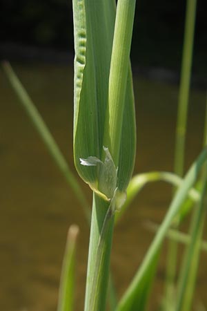 Phalaris arundinacea \ Rohr-Glanzgras / Red Canary Grass, D Idar-Oberstein 3.6.2011