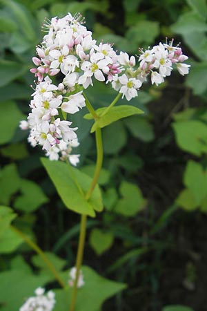 Fagopyrum esculentum \ Echter Buchweizen / Buckwheat, D Kehl 7.9.2011