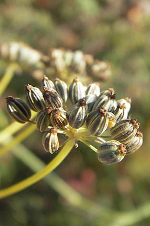 Foeniculum vulgare \ Fenchel, D Waghäusel 1.10.2011