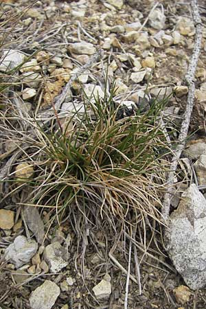 Festuca aquisgranensis \ Galmei-Schaf-Schwingel, Aachener Galmei-Schwingel, D Stolberg 30.4.2012