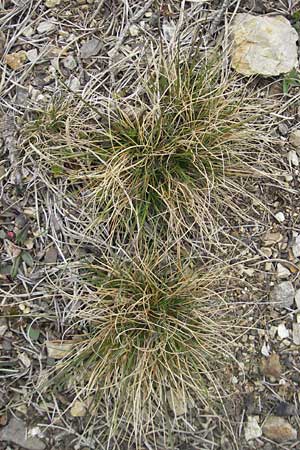 Festuca aquisgranensis \ Galmei-Schaf-Schwingel, Aachener Galmei-Schwingel, D Stolberg 30.4.2012