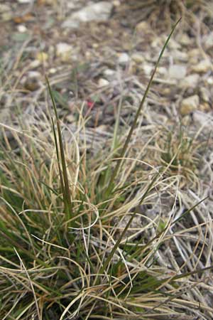 Festuca aquisgranensis \ Galmei-Schaf-Schwingel, Aachener Galmei-Schwingel / Calaminarian Fescue, D Stolberg 30.4.2012