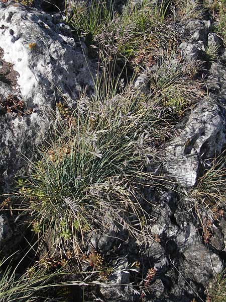 Festuca pallens \ Bleicher Schwingel, Bleich-Schwingel / Pale Fescue, D Franken/Franconia Ehrenbürg 17.5.2012