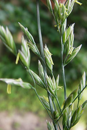 Festuca arundinacea \ Rohr-Schwingel / Tall Fescue, D Lobbach-Waldwimmersbach 21.6.2013