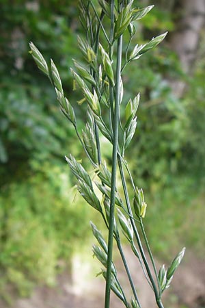 Festuca arundinacea \ Rohr-Schwingel / Tall Fescue, D Lobbach-Waldwimmersbach 21.6.2013