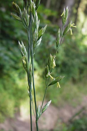 Festuca arundinacea \ Rohr-Schwingel / Tall Fescue, D Lobbach-Waldwimmersbach 21.6.2013