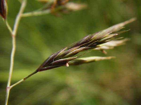 Festuca rubra agg. \ Gewhnlicher Rot-Schwingel / Creeping Red Fescue, D Mannheim 7.5.2014