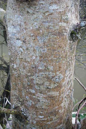 Fraxinus excelsior \ Gewhnliche Esche, D Zwingenberg am Neckar 6.10.2014