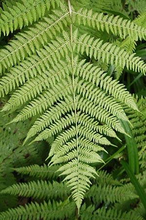 Athyrium filix-femina \ Frauenfarn, D Bruchsal 21.6.2009