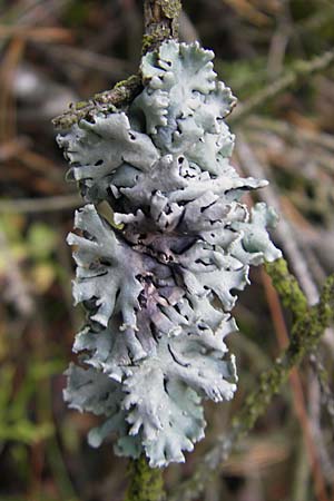 Hypogymnia physodes \ Lippen-Schlsselflechte / Tube Lichen, D Dinkelsbühl 9.10.2009