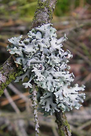 Hypogymnia physodes / Tube Lichen, D Dinkelsbühl 9.10.2009